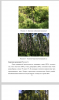 Характеристика рода Betula