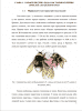 ФАУНА И ЭКОЛОГИЯ ШМЕЛЕЙ (APIDAE, BOMBUS) АЛТАЙСКОГО КРАЯ